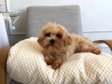 Malti̇poo Ci̇nsi̇ Yavrular Ev Üreti̇mi̇