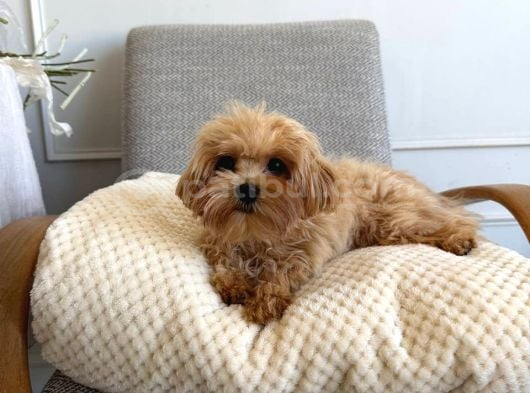 Malti̇poo Ci̇nsi̇ Yavrular Ev Üreti̇mi̇ görsel