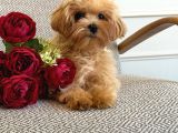 Malti̇poo Ci̇nsi̇ Yavrular Ev Üreti̇mi̇