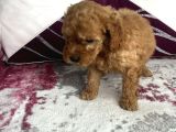 Toy Poodle Sevi̇mli̇ Yavrular Ev Üreti̇mi̇