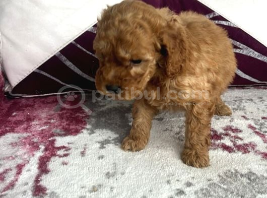 Toy Poodle Sevi̇mli̇ Yavrular Ev Üreti̇mi̇ görsel
