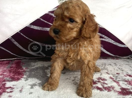Toy Poodle Sevi̇mli̇ Yavrular Ev Üreti̇mi̇ görsel