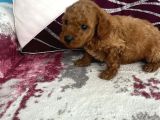 Toy Poodle Sevi̇mli̇ Yavrular Ev Üreti̇mi̇