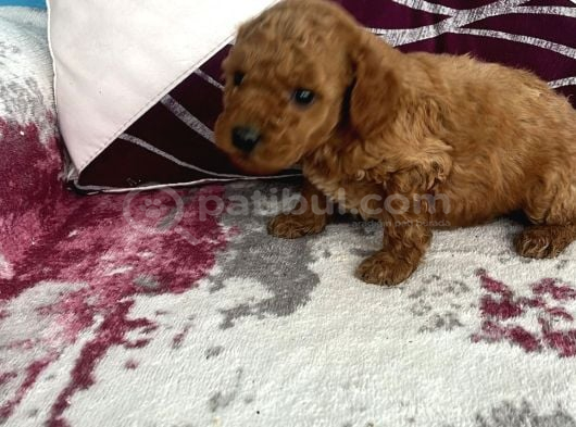 Toy Poodle Sevi̇mli̇ Yavrular Ev Üreti̇mi̇ görsel