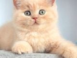 Tarçın Cy Golden British Shorthair