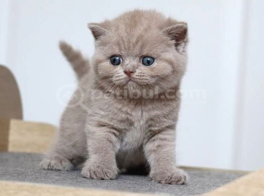 Latte Lilac british shorthair