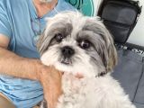 Ücretsiz sahiplendirme Shih tzu
