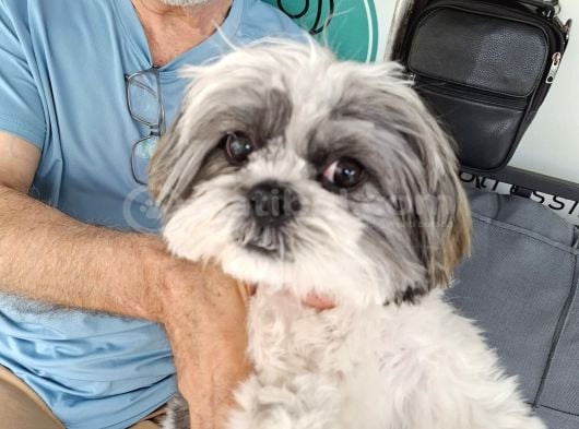 Ücretsiz sahiplendirme Shih tzu