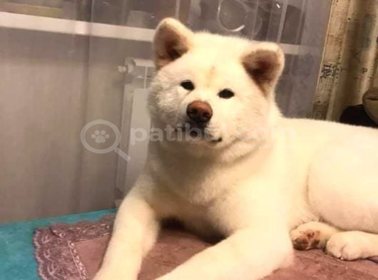Sevimli Beyaz Akita Inu Yavru görsel