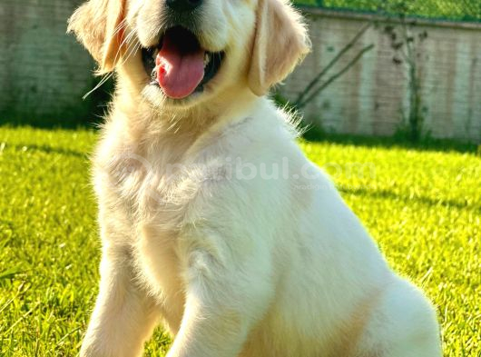 Golden Retriever Yavru görsel