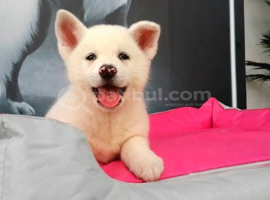 Sevimli Beyaz Akita Inu Yavru
