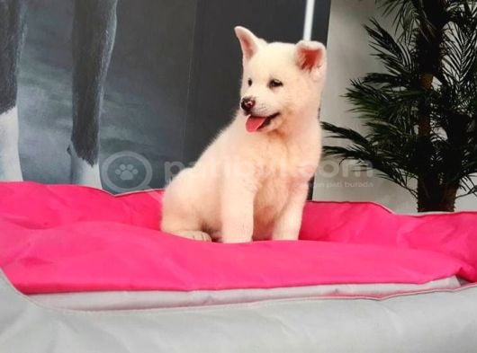 Sevimli Beyaz Akita Inu Yavru görsel