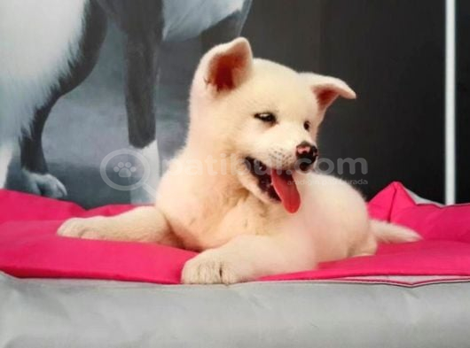 Sevimli Beyaz Akita Inu Yavru görsel