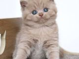 Latte Lilac British Shorthair