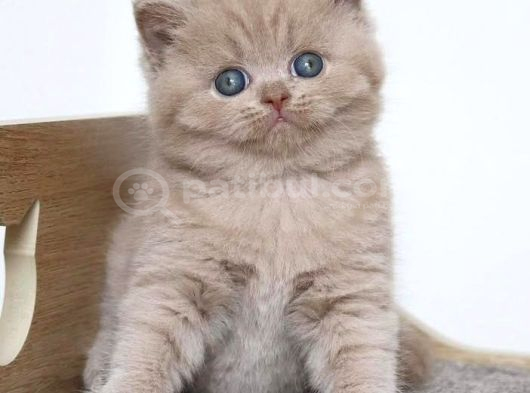 Latte Lilac British Shorthair görsel