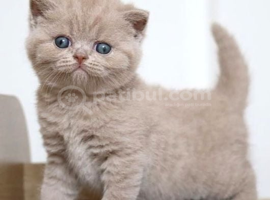 Latte Lilac British Shorthair görsel