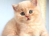 Tarçın Cy Golden British Shorthair