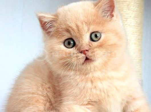 Tarçın Cy Golden British Shorthair görsel