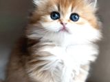 Alımlı Golden Ny12 British Longhair