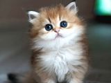 Alımlı Golden Ny12 British Longhair