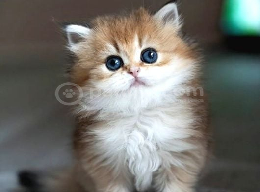 Alımlı Golden ny12 british Longhair