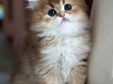 Alımlı Golden Ny12 British Longhair