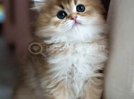 Alımlı Golden Ny12 British Longhair görsel