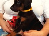 Premium Doberman Yavrulari