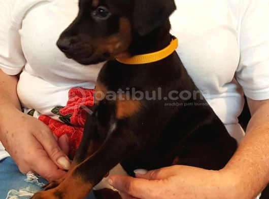 Premium Doberman Yavrulari
