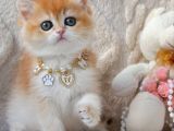 Dünya Güzeli Ny12 Golden British Shorthair