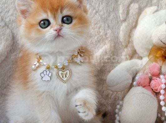 Dünya Güzeli Ny12 golden british Shorthair