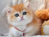 Dünya Güzeli Ny12 Golden British Shorthair