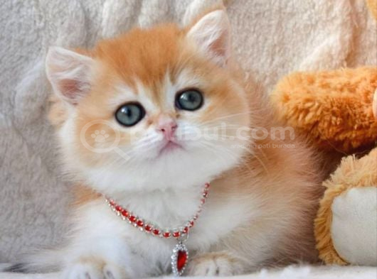 Dünya Güzeli Ny12 Golden British Shorthair görsel