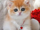Dünya Güzeli Ny12 Golden British Shorthair