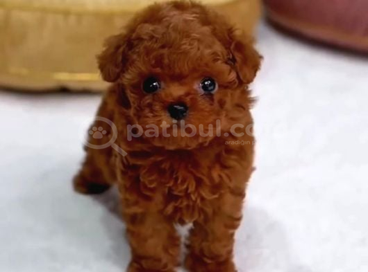 Özel Irk Poodle Yavruları  Sağlıklı  Özenle Büyütülen görsel