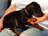 Premium Doberman Yavrulari