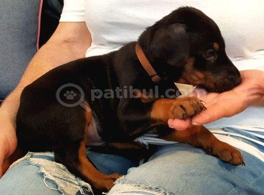 Premium Doberman Yavrulari görsel