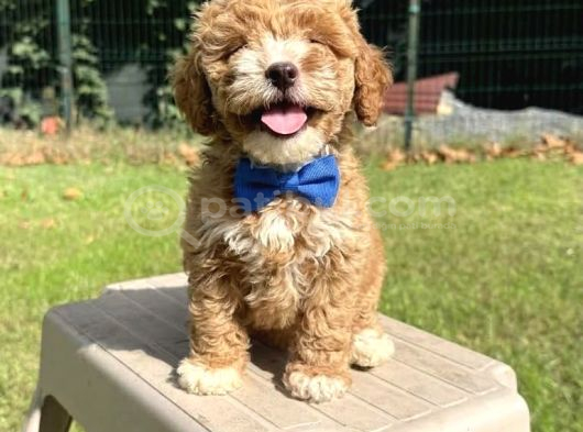 Minyatür Doodle Yavrular görsel
