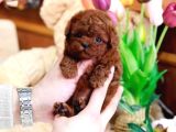 Özel Irk Poodle Yavruları  Sağlıklı  Özenle Büyütülen