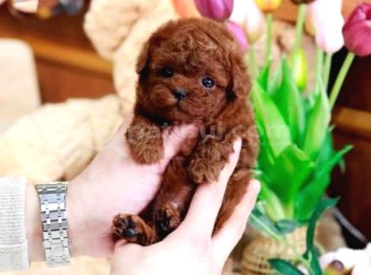 Özel Irk Poodle Yavruları  Sağlıklı  Özenle Büyütülen