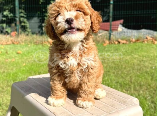 Minyatür Doodle Yavrular görsel