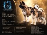 Kif Fci Şecereli Profesyonel Sosyalizasyonlu American Akita