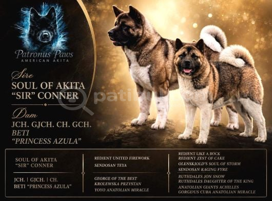 Kif Fci Şecereli Profesyonel Sosyalizasyonlu American Akita görsel