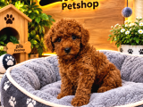 Orjinal Dişi Toy Poodle Yavrumuz
