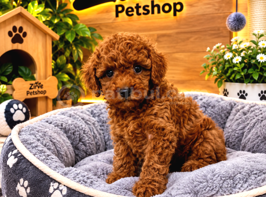 Orjinal Dişi Toy Poodle Yavrumuz