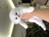 Scottish Fold Yavru Kedi