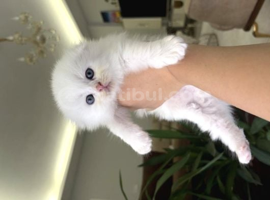 Scottish Fold Yavru Kedi