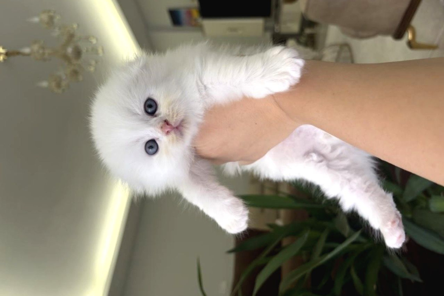 Scottish Fold Yavru Kedi