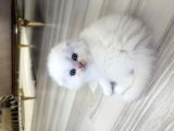 Scottish Fold Yavru Kedi