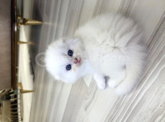 Scottish Fold Yavru Kedi görsel